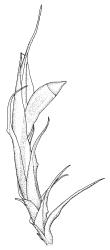 Dicranoloma fasciatum, perichaetium with capsule, moist. Drawn from A.J Fife 9158, CHR 476980.
 Image: R.C. Wagstaff © Landcare Research 2018 
